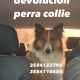 GRATIFICARE DEVOLUCIÓN PERRA COLLIE - ZONA WITTOUCK RUTA 36 KM 607. COMUNICARSE 358-4123795