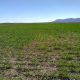 alquiler de campo uso ganadero