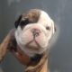 Cachorros bulldog ingles disponibles